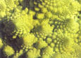 romanesco - pic 01