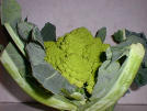 romanesco - pic 03