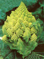 romanesco - pic 04