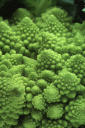 romanesco - pic 06