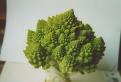romanesco - pic 09