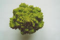 romanesco - pic 10