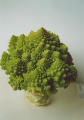 romanesco - pic 11