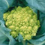 romanesco - pic 12