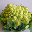 romanesco - pic 13