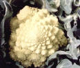 romanesco - pic 14