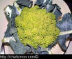 romanesco - pic 15