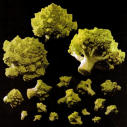 romanesco - pic 16