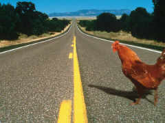 Why Did The Chicken Cross The Road Links