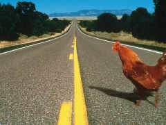 chicken crossing the road