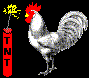 chicken pecking tnt gif