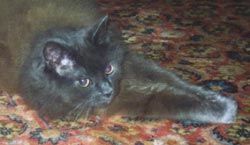 Wussu on a rug circa 2001