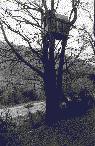 treehouse2 pic